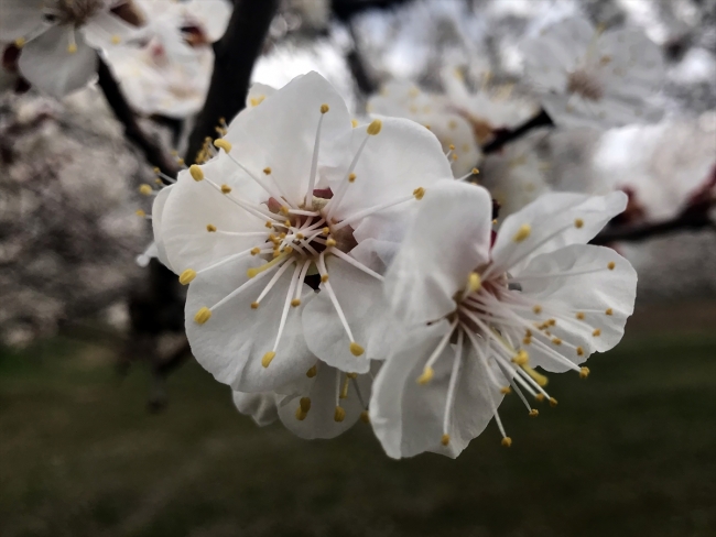 Çiçek açan kayısı bahçeleri büyülüyor